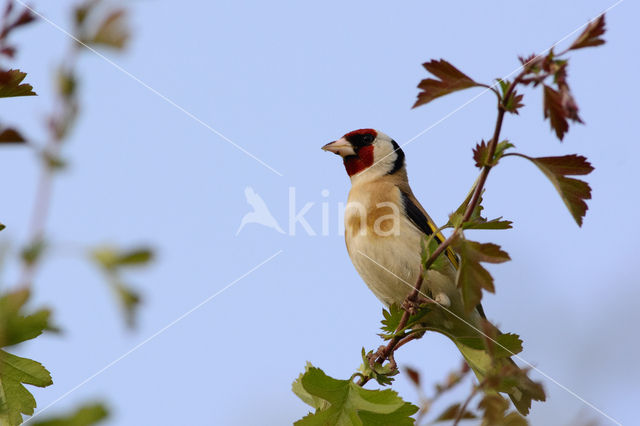 European Goldfinch (Carduelis carduelis)