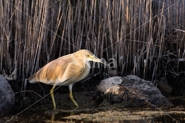 Squacco Heron (Ardeola ralloides)