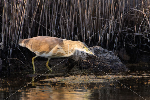 Squacco Heron (Ardeola ralloides)