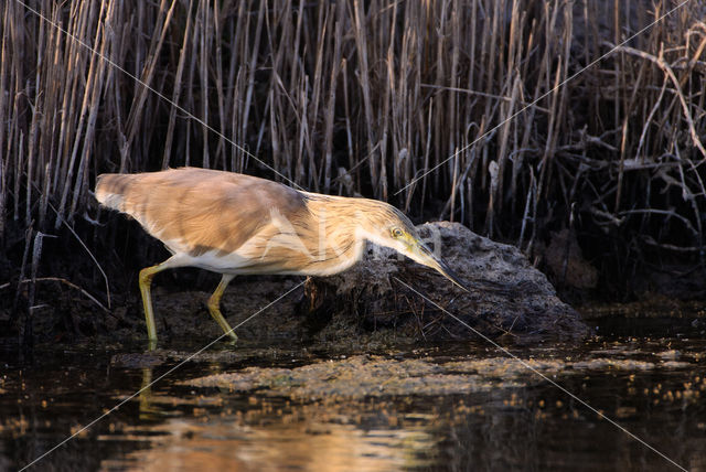 Squacco Heron (Ardeola ralloides)