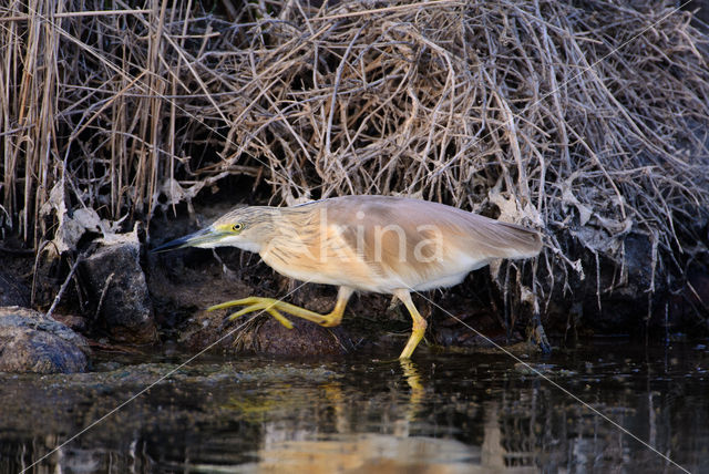 Squacco Heron (Ardeola ralloides)