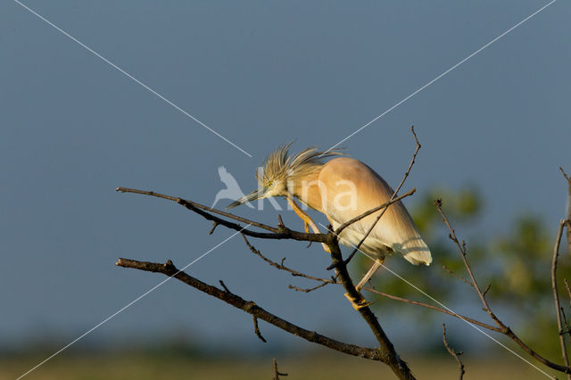 Squacco Heron (Ardeola ralloides)