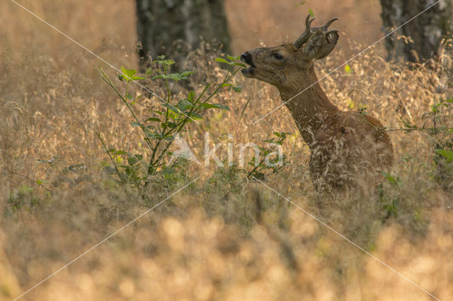 Roe Deer (Capreolus capreolus)