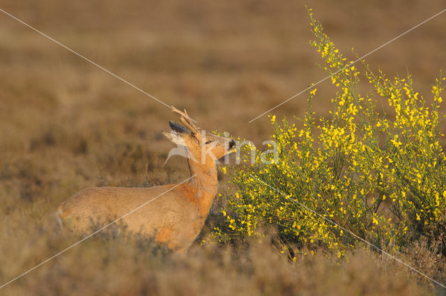 Roe Deer (Capreolus capreolus)