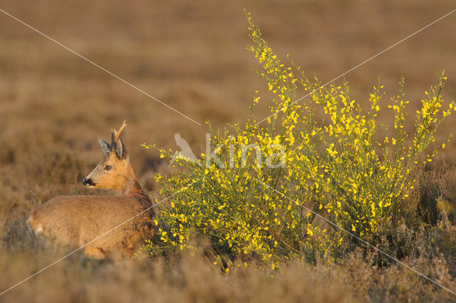 Roe Deer (Capreolus capreolus)