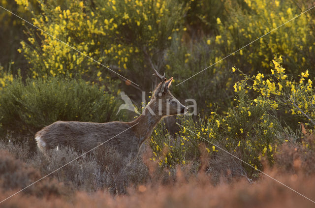 Ree (Capreolus capreolus)