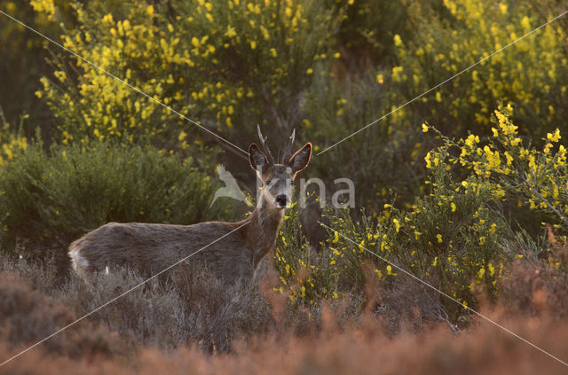 Roe Deer (Capreolus capreolus)