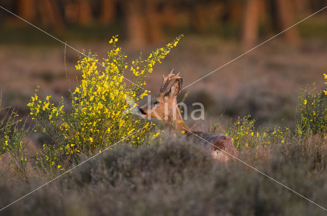 Roe Deer (Capreolus capreolus)