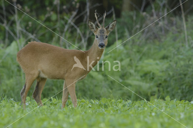 Roe Deer (Capreolus capreolus)