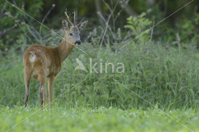 Roe Deer (Capreolus capreolus)