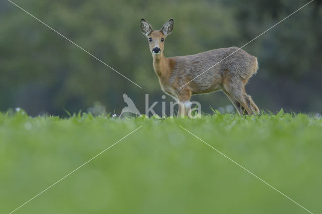 Ree (Capreolus capreolus)