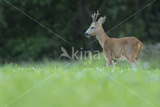 Roe Deer (Capreolus capreolus)