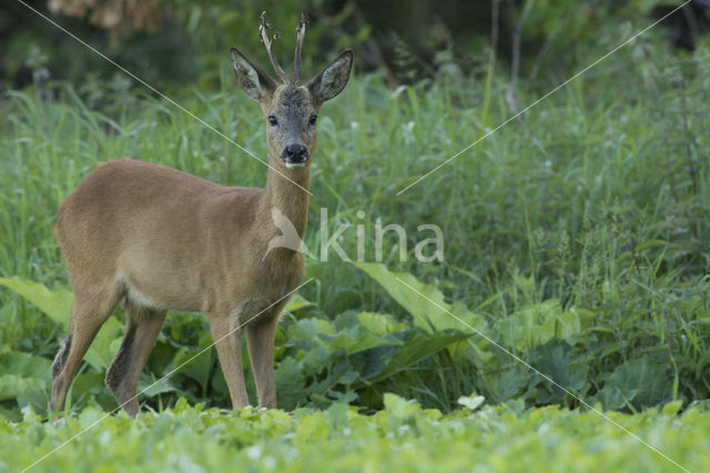 Roe Deer (Capreolus capreolus)