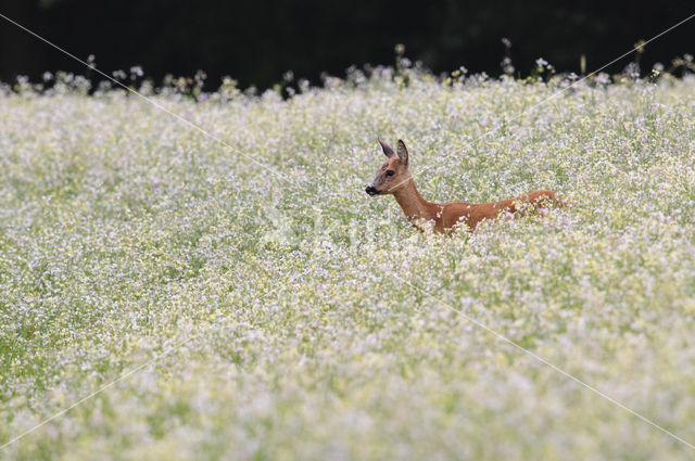 Roe Deer (Capreolus capreolus)