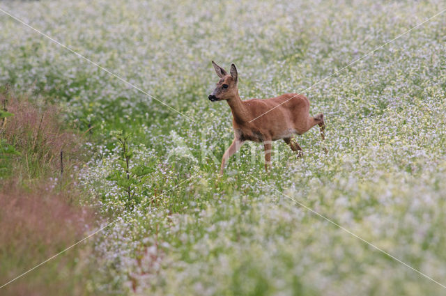 Roe Deer (Capreolus capreolus)