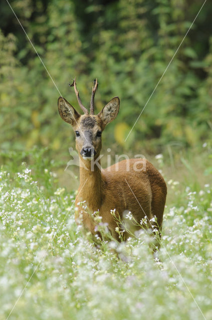 Roe Deer (Capreolus capreolus)