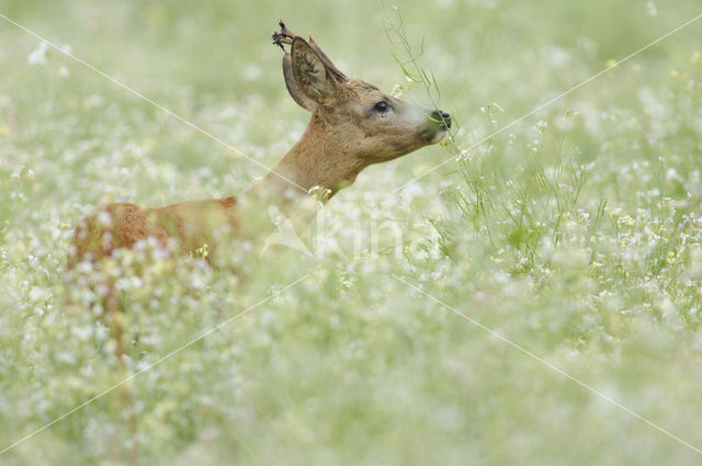 Roe Deer (Capreolus capreolus)