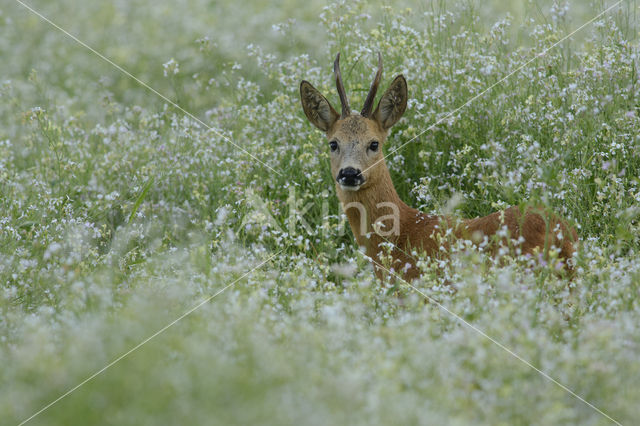 Roe Deer (Capreolus capreolus)