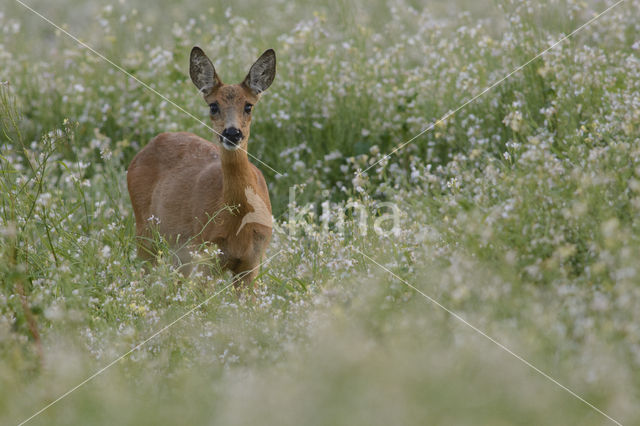 Roe Deer (Capreolus capreolus)
