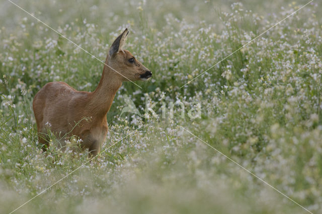 Roe Deer (Capreolus capreolus)