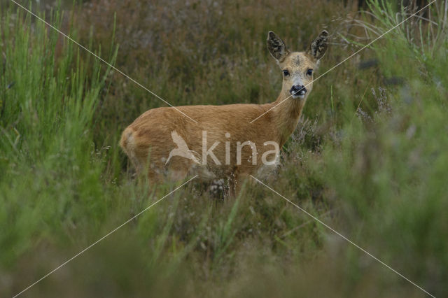 Roe Deer (Capreolus capreolus)