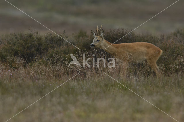 Roe Deer (Capreolus capreolus)