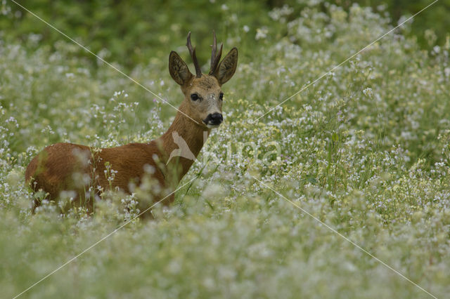 Roe Deer (Capreolus capreolus)