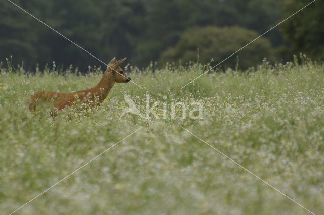 Roe Deer (Capreolus capreolus)