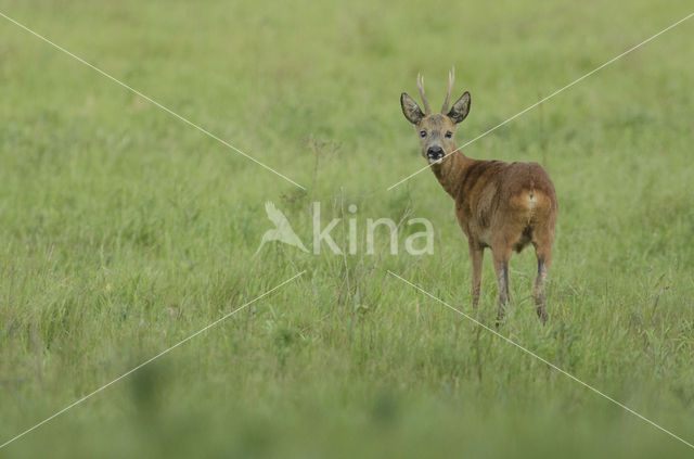 Ree (Capreolus capreolus)