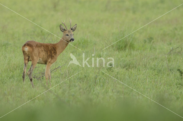 Ree (Capreolus capreolus)