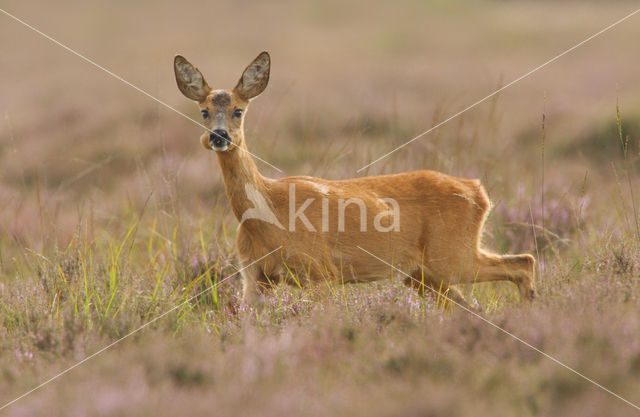 Roe Deer (Capreolus capreolus)
