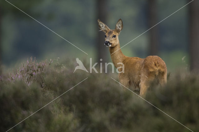Roe Deer (Capreolus capreolus)