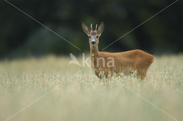 Roe Deer (Capreolus capreolus)
