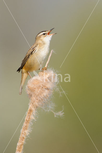 Rietzanger (Acrocephalus schoenobaenus)