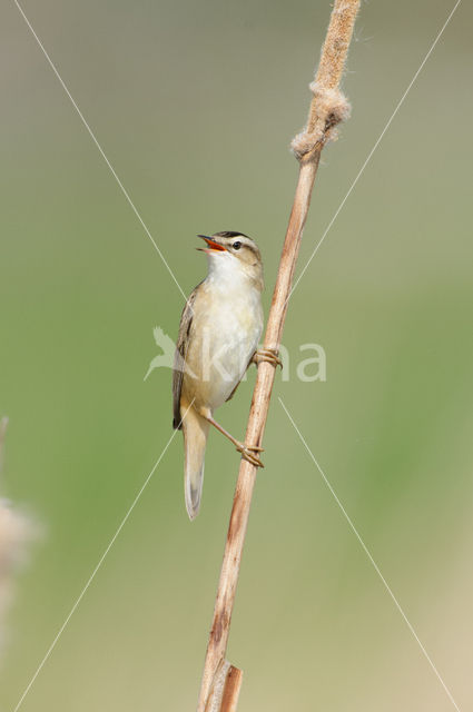 Sedge Warbler (Acrocephalus schoenobaenus)