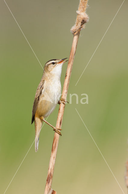 Sedge Warbler (Acrocephalus schoenobaenus)