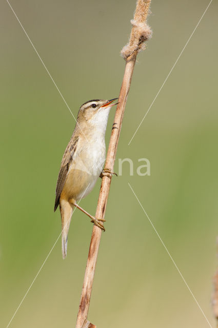 Sedge Warbler (Acrocephalus schoenobaenus)