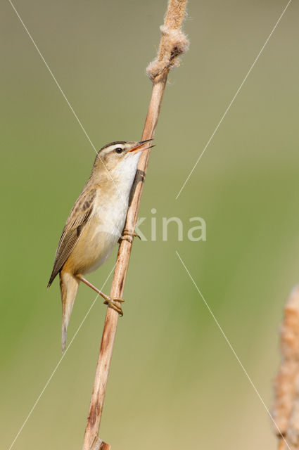 Sedge Warbler (Acrocephalus schoenobaenus)