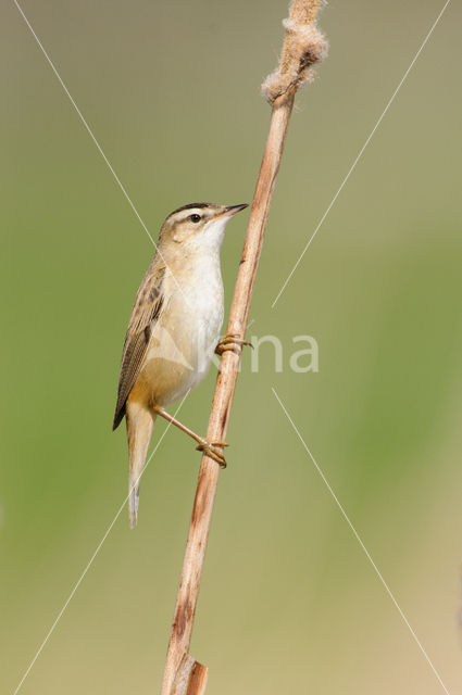 Sedge Warbler (Acrocephalus schoenobaenus)