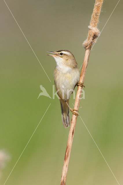 Sedge Warbler (Acrocephalus schoenobaenus)