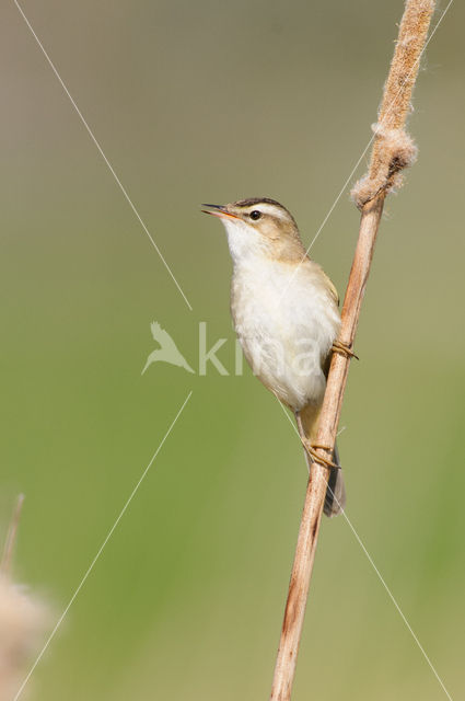 Sedge Warbler (Acrocephalus schoenobaenus)