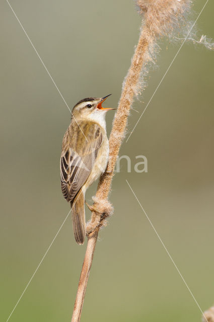 Sedge Warbler (Acrocephalus schoenobaenus)