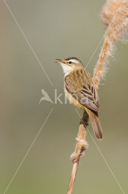 Sedge Warbler (Acrocephalus schoenobaenus)