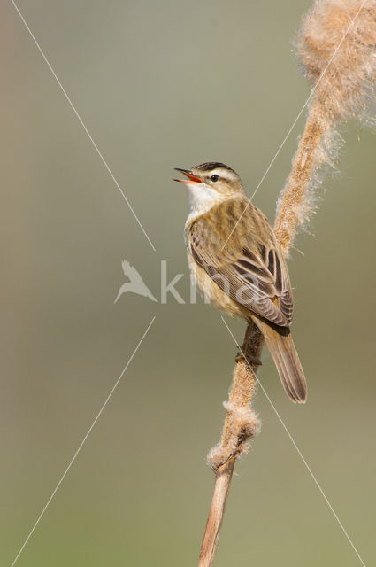 Rietzanger (Acrocephalus schoenobaenus)