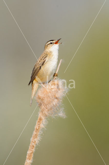 Sedge Warbler (Acrocephalus schoenobaenus)