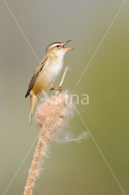 Sedge Warbler (Acrocephalus schoenobaenus)