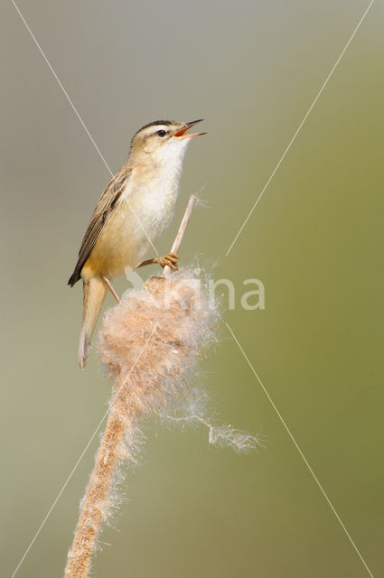 Sedge Warbler (Acrocephalus schoenobaenus)