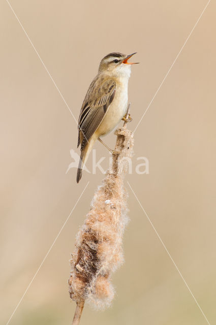 Rietzanger (Acrocephalus schoenobaenus)