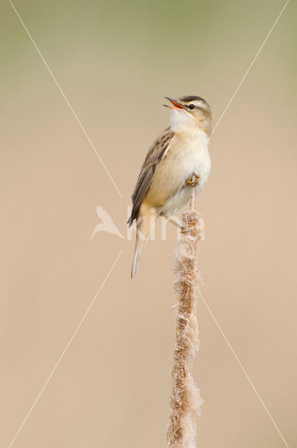 Rietzanger (Acrocephalus schoenobaenus)