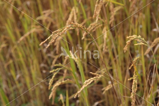 Rijst (Oryza sativa )